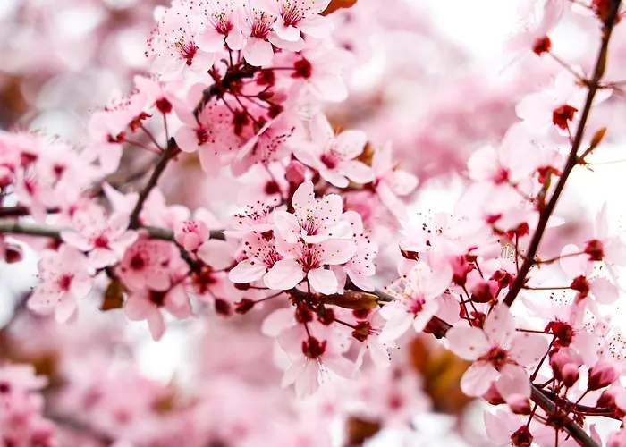 Pfaelzer Herzel Lejlighed *